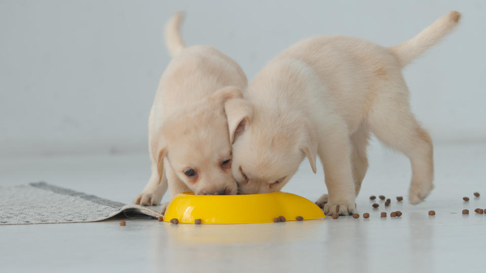 幼犬的營養需求與咀嚼、消化能力和成犬大不同，最好還是為牠們選購專屬飼料。（示意圖／Getty Images）