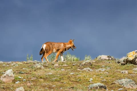 The Ethiopian wolf - Credit: getty