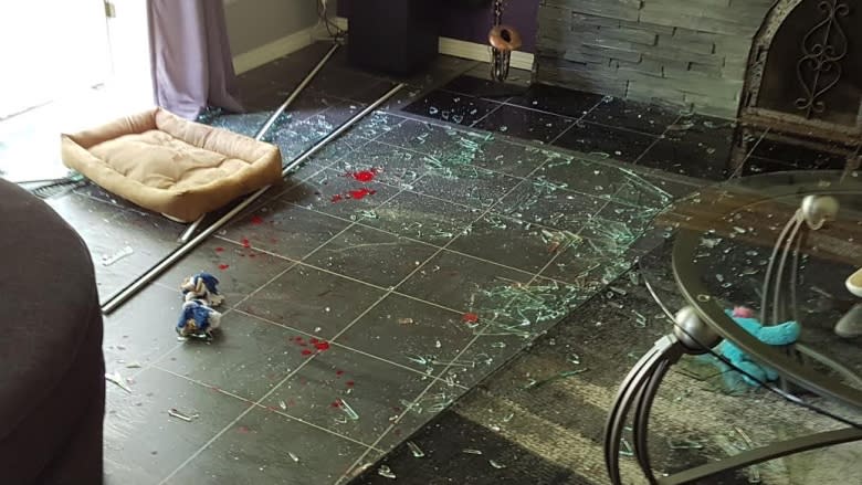 'It was crazy': Deer crashes through window, enters Regina house