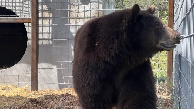 Henrietta aka "Hank the Tank" bear in an enclosure at an animal sanctuary