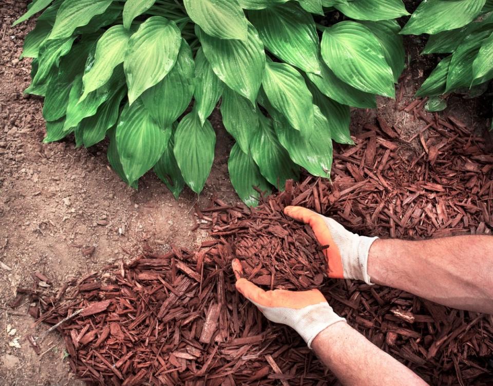 Person wearing gloves spreading mulch under and around a green hosta plant.
