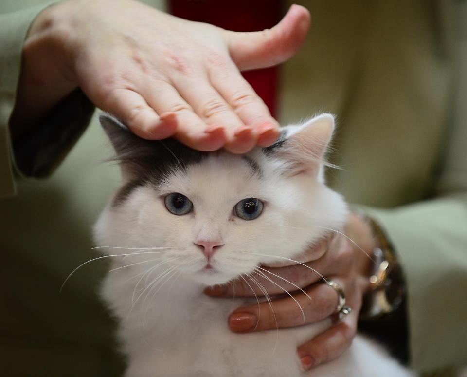 You can learn about various cat breeds and connect with breeders at Saturday's cat show in Taylor.