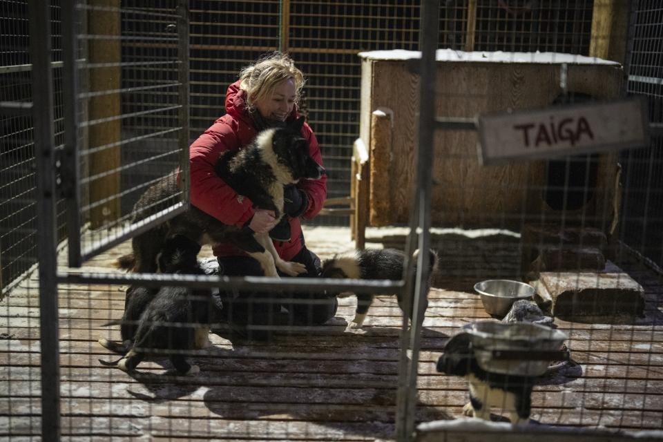 Karina Bernlow greets Taiga and her puppies at a dog yard in Bolterdalen, Norway, Tuesday, Jan. 10, 2023. Her and husband, Martin Munck, run Green Dog. It's located half a dozen miles from the main village in Svalbard, a Norwegian archipelago so close to the North Pole that winter is shrouded in uninterrupted darkness. (AP Photo/Daniel Cole)