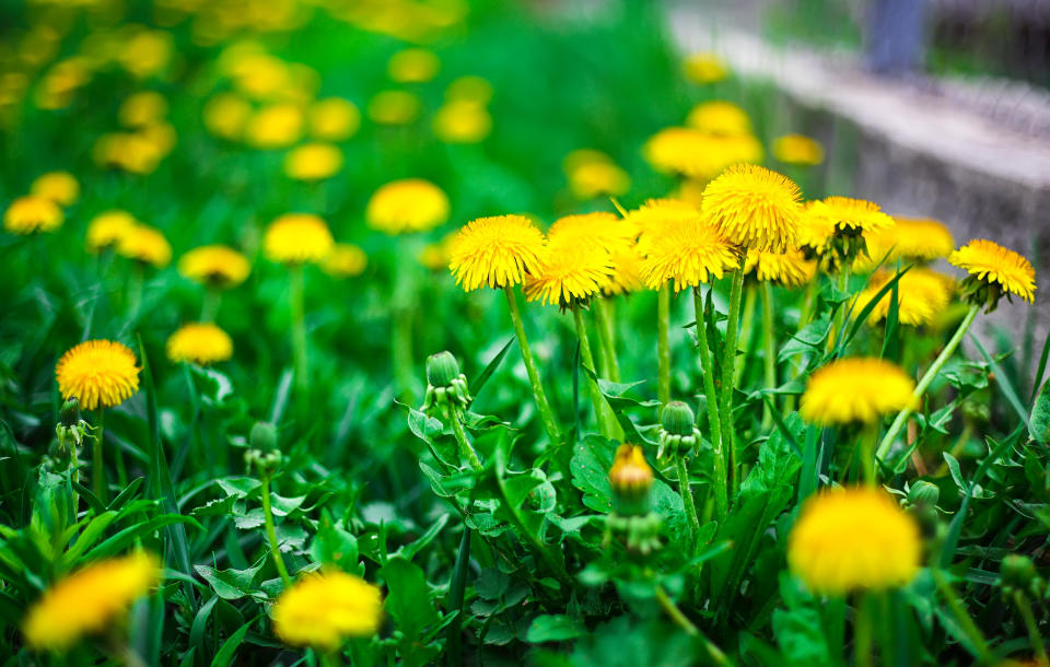 The woman's family has said that she was cutting dandelions for a salad when police used a Taser on her. (Photo: Pilat666 via Getty Images)