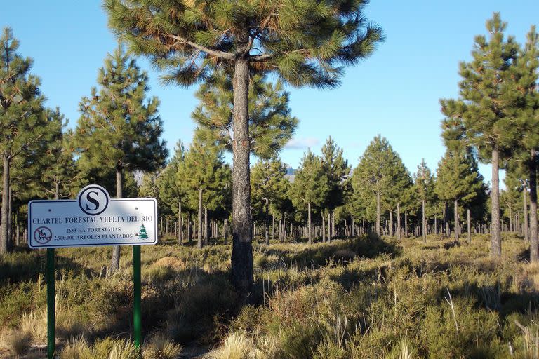 En la década del 90, la familia Benetton inició la plantación de 10.000 hectáreas de pino ponderosa en sus estancias de Chubut y Río Negro y ahora avanza con un proyecto para levantar un aserradero que abastezca de madera a la zona.