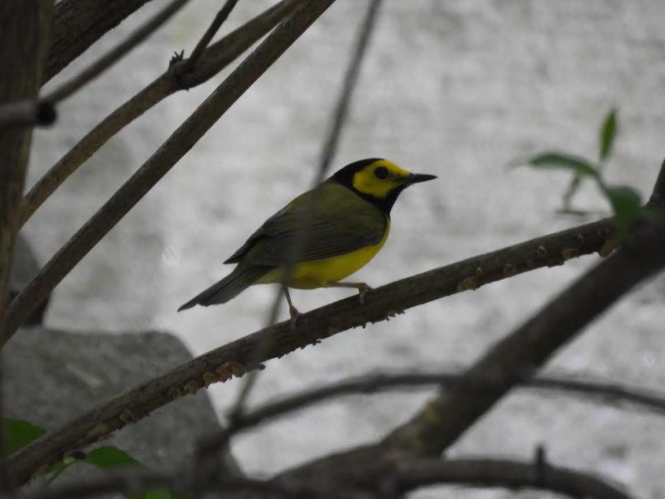 The hooded warbler is found in forests with dense understories.