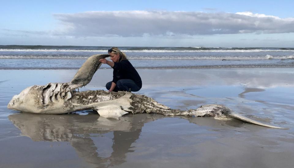 EMBARGOED YUNTIL THURSDAY 00.01BST/19.01ET Lead author Alison Towner with the carcass of a Great White Shark, washed up on shore following an Orca attack. See SWNS story SWNNorcas. Orcas are hunting and eating Great White sharks... ripping open their torsos for livers and hearts. The killer whales are terrorising them off the coast of South Africa - driving populations out of the area.It's the first time the gruesome attacks have been recorded - shedding fresh light on marine ecosystems.Lead author Alison Towner said: "Initially, following an orca attack in Gansbaai, individual Great White sharks did not appear for weeks or months.