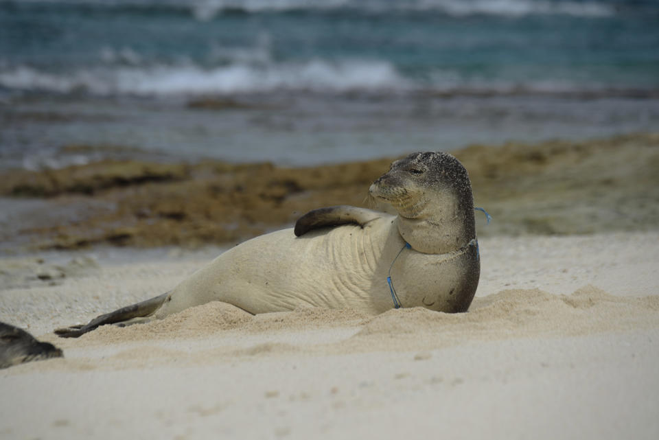 In this April 3, 2021 photo provided by Matthew Chauvin, a female endangered Hawaiian monk seal is entangled in derelict fishing gear on the shores of Laysan Island in the Northwestern Hawaiian Islands. A crew has returned from the northernmost islands in the Hawaiian archipelago with a boatload of marine plastic and abandoned fishing nets that threaten to entangle endangered Hawaiian monk seals and other animals. The cleanup effort in the nation's largest protected marine reserve lasted three weeks and the crew picked up more than 47 tons of “ghost nets” and other marine plastics. (Matthew Chauvin, Papahanaumokuakea Marine Debris Project via AP — NOAA/NMFS Permit No. 22677)