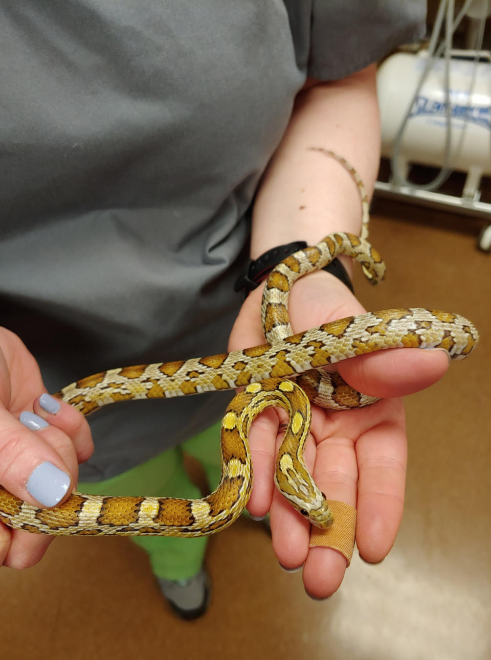 In this May 8, 2019, photo provided by Chicago Exotics, veterinarian Dr. Melissa Giese of Chicago Exotics Animal Hospital holds a corn snake at Chicago Exotics in Skokie, Ill. The snake was found in Sanela Kamencic's washing machine in Evanston, Ill., after surviving the wash cycle. Authorities removed it and took it to Chicago Exotics to be checked out. The snake is OK and was reunited with its owner, a 12-year-old boy who lives nearby. (Chicago Exotics via AP)