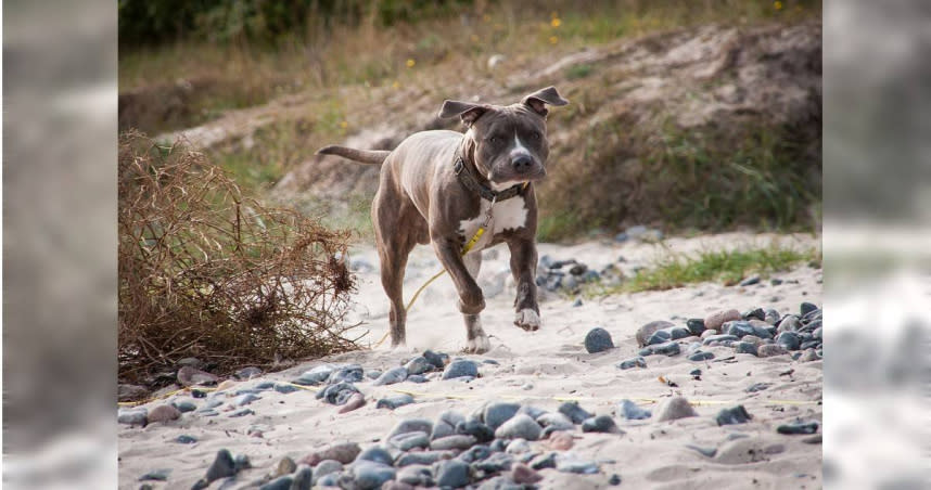 英國威爾斯郡傳出有美國比特鬥牛犬咬死男童事件。（示意圖／unsplash）