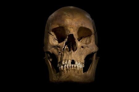 The skull of Richard III is seen in this photograph provided by the University of Leicester and received in London on February 4, 2013. REUTERS/University of Leicester/Handout