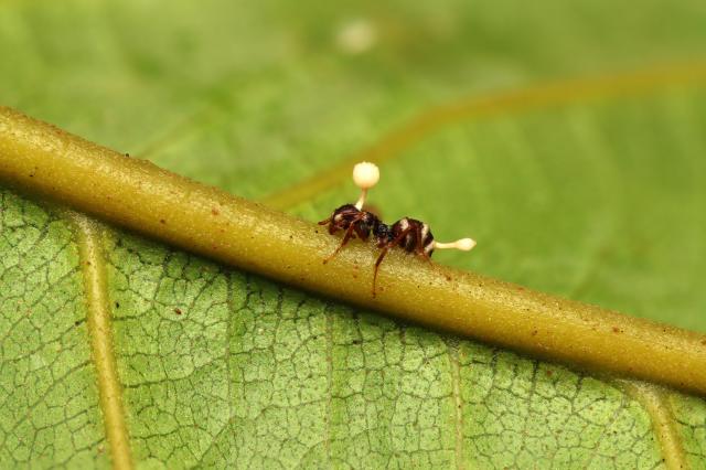This fungus can turn the ants into zombie