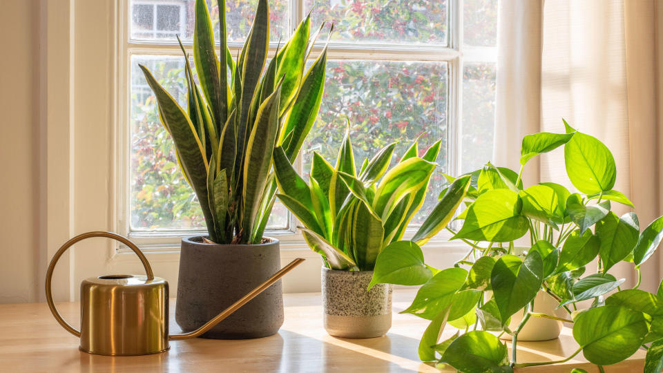 Air purifying plants