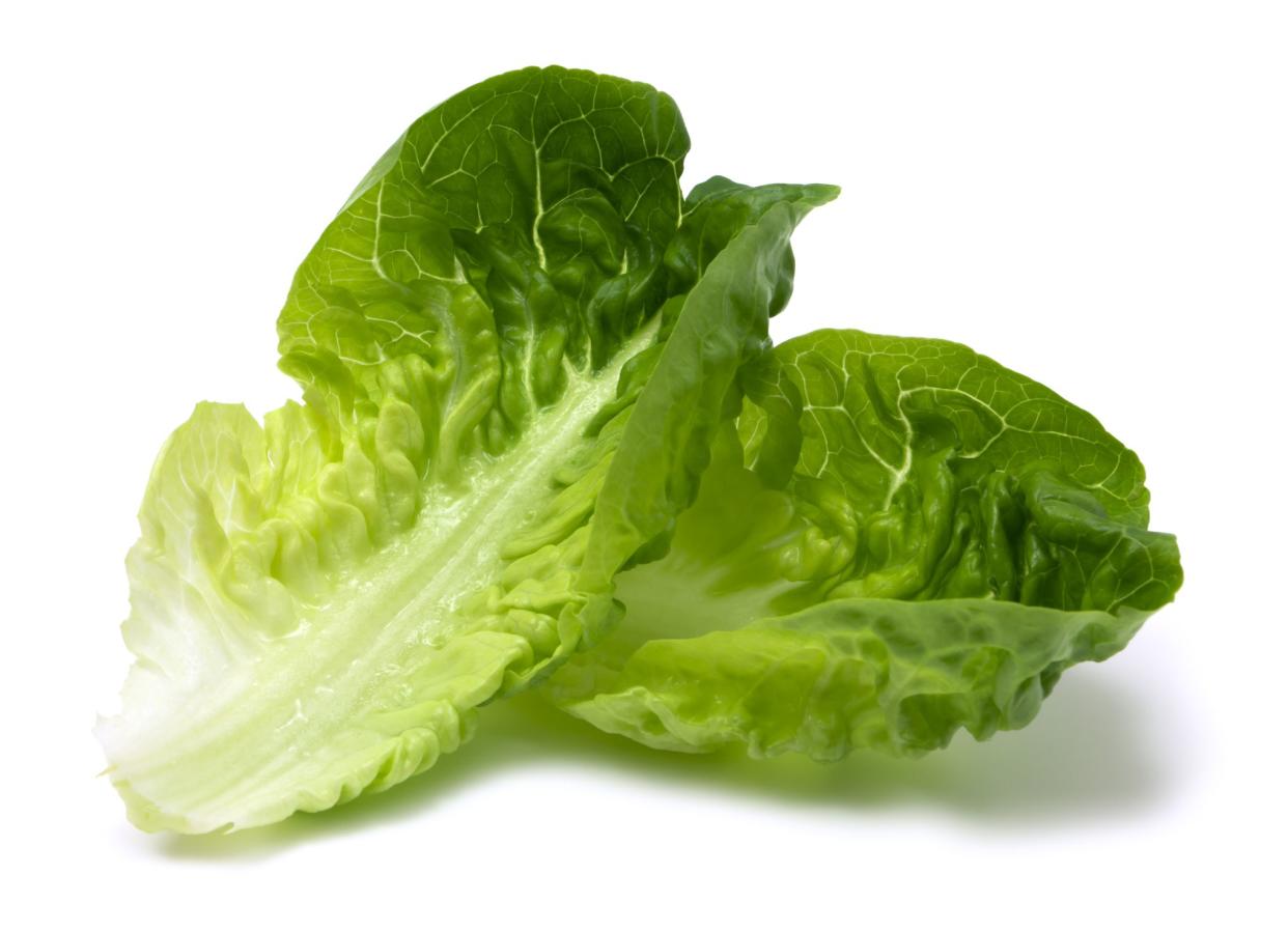 Romaine lettuce leaf isolated