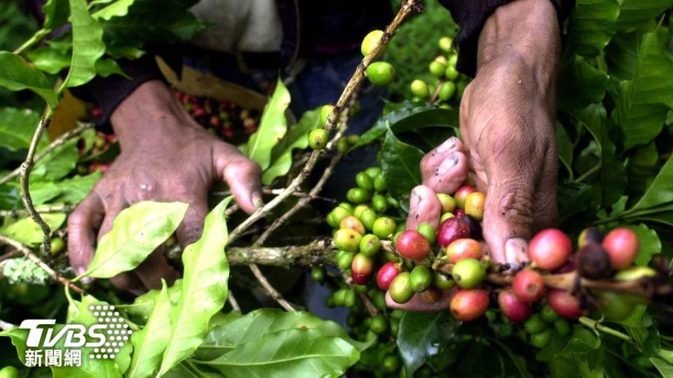 除了白蝦，宏都拉斯也希望向大陸推銷自家咖啡豆。（圖／達志影像美聯社）
