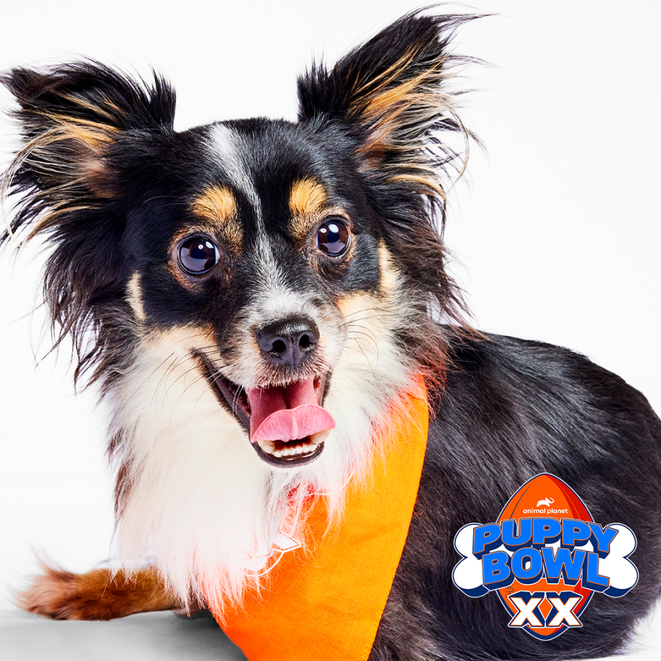 Mr. Bean, a Florida papillon who only has his two hind legs, will compete in Animal Planet's Puppy Bowl on Sunday, Feb. 11.