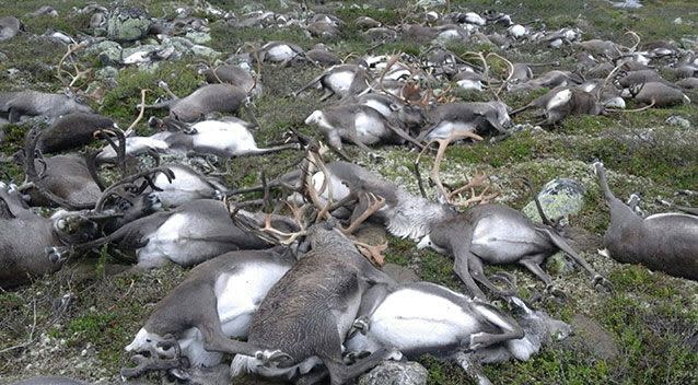 'The animals stay close together in bad weather,' a gamekeeper said. Photo: Reuters