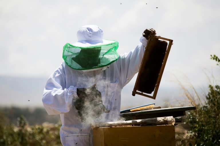 Honey traditionally plays a big role in Ethiopian life where it is used in cooking, for medicinal purposes and as a key ingredient in the local mead known as tej