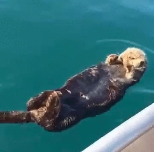 What happens when man wakes sleeping otter (video)