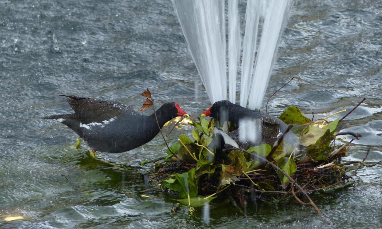 <span>Canny opportunists … the moorhens in the Sir Ian Dixon memorial fountain in Hitchin.</span><span>Photograph: Nic Wilson</span>
