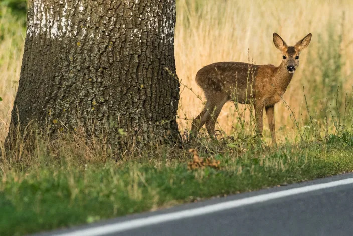 The likelihood of hitting a deer is highest during morning and evening twilight. Patrick Pleul/Picture alliance via Getty Images