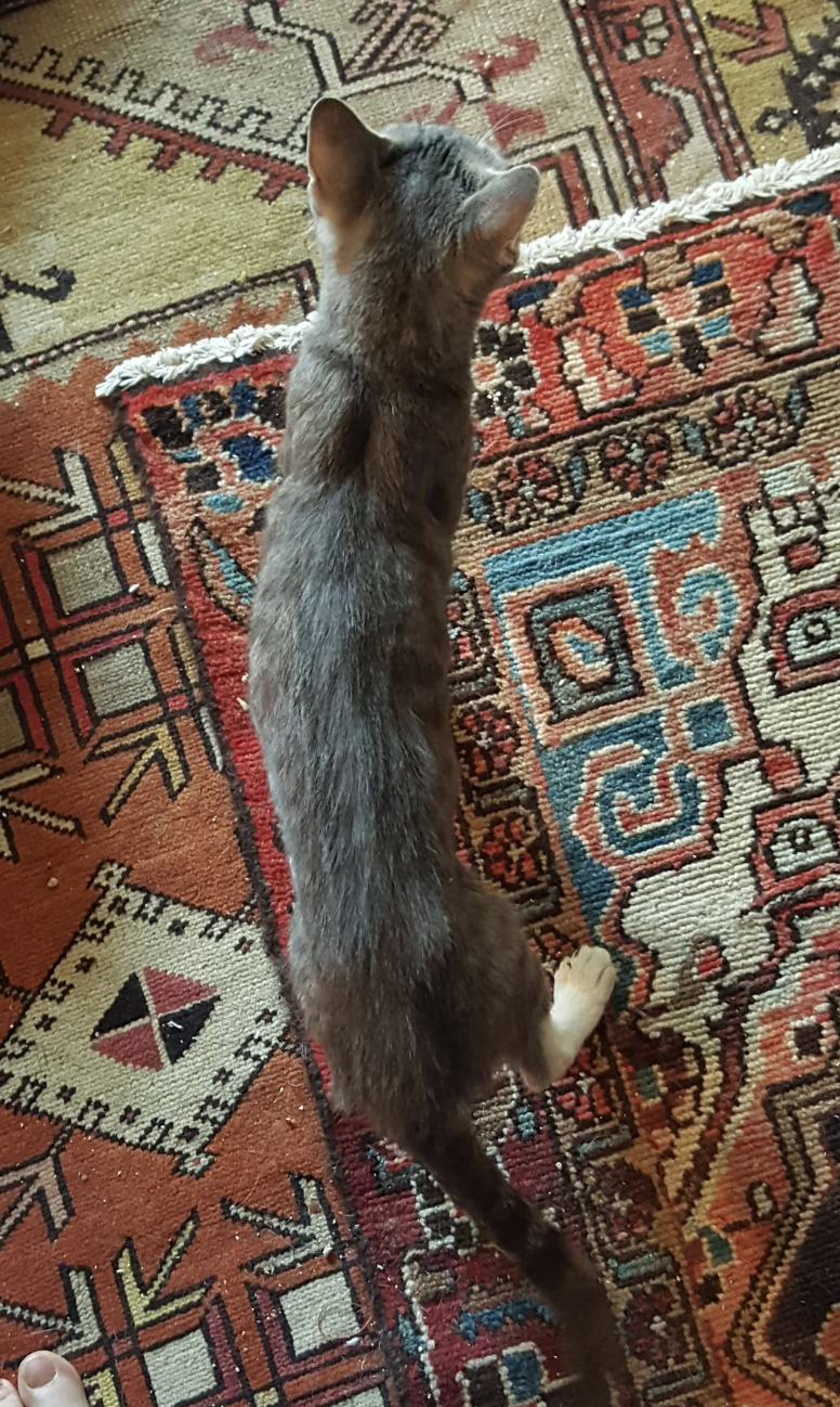 Cat with unique two-toned fur lying on an ornate rug