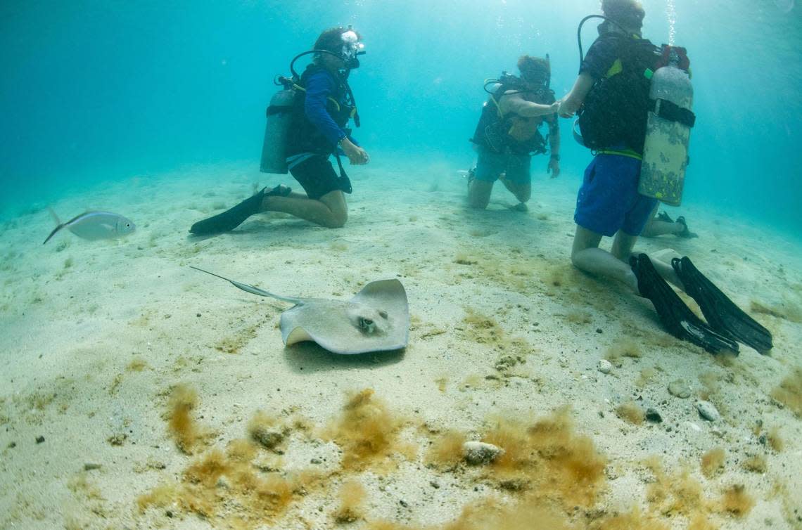 A stingray swims around students doing a open water SCUBA dive while they work on understand skills on Sunday, July 31, 2022, at Mountain Point in the British Virgin Islands.