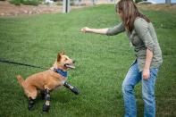 In this August 26, 2011photo provided by OrthoPets, shows Veterinarian Christie Pace playing with Naki’o, a red heeler mix breed, the first dog to receive four prosthetic limbs at Denver, Colo. Naki’o was found in the cellar of a Nebraska foreclosed home with all four legs and its tail frozen in puddles of water-turned-ice. What frostbite didn’t do, a surgeon did, amputating all four legs and giving him four prosthetics. (AP Photo/OrthoPets, Lindsey Mladivinich)