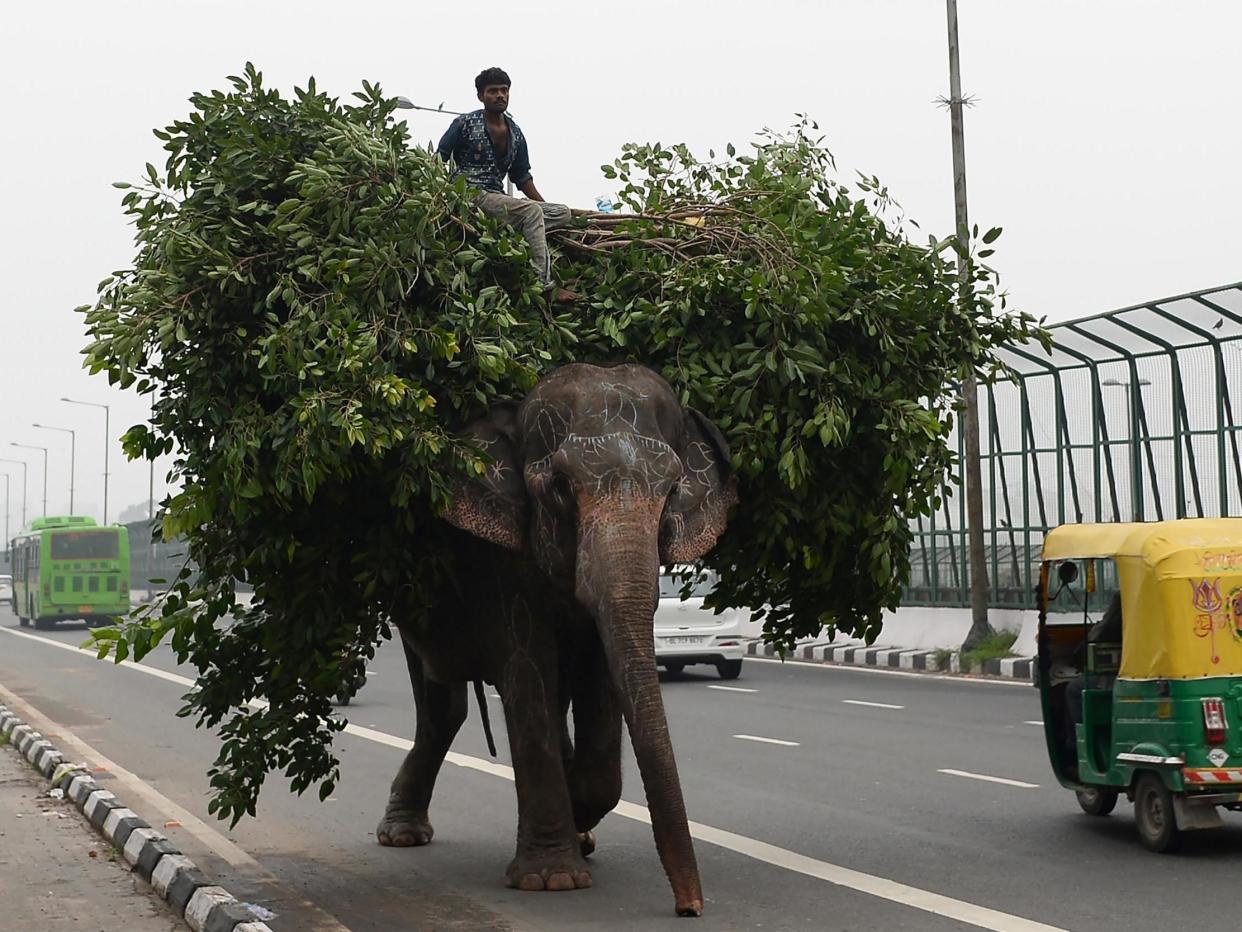 This image from September, 2018, shows one of Delhi's last elephants laden with vegetation walking along a polluted road in the capital. After years of pressure from activists, only one of the animals remains to be rehomed outside the city: AFP/Getty Images