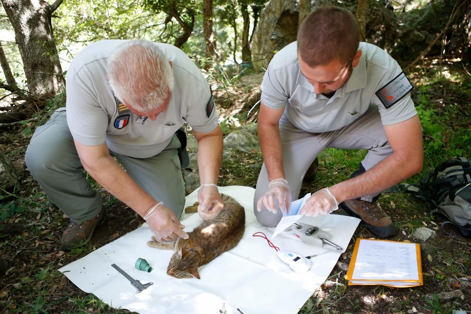Employees of the French Forest and Hunting Office (Office Nationale des Forets et de la Chasse) Pierre Benedetti (L) and Charles Antoine Cecchini measure a "ghjattu-volpe" (fox-cat) Felis Silvestris on June 12, 2019 in Asco on the French Mediterranean island of Corsica. - The Corsican fix-cat is a new specie of feline according to the ONCFS. (Photo by PASCAL POCHARD-CASABIANCA / AFP)        (Photo credit should read PASCAL POCHARD-CASABIANCA/AFP/Getty Images)