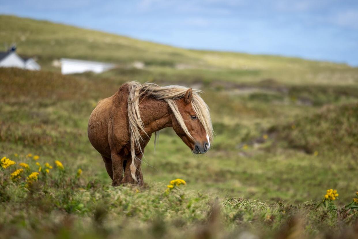 Inceptio was awarded rights to a parcel of seabed in shallow water near Sable Island in October 2023. But Ottawa and Nova Scotia suspended the licence in late November and vetoed it altogether a few weeks later. (Robert Short/CBC - image credit)