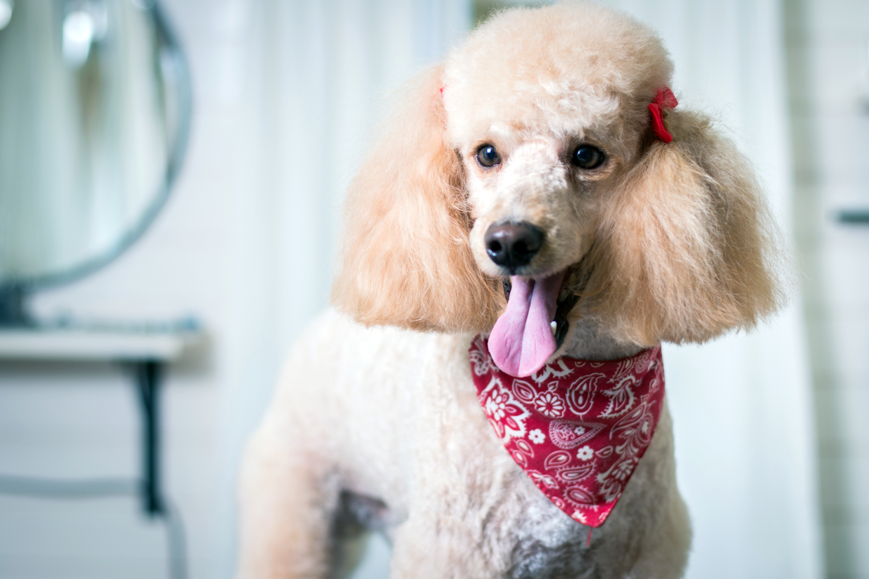 Happy beige and white Poodle with tongue out looking to the left, wearing a red bandana, with a blurred background of a mirror and white room