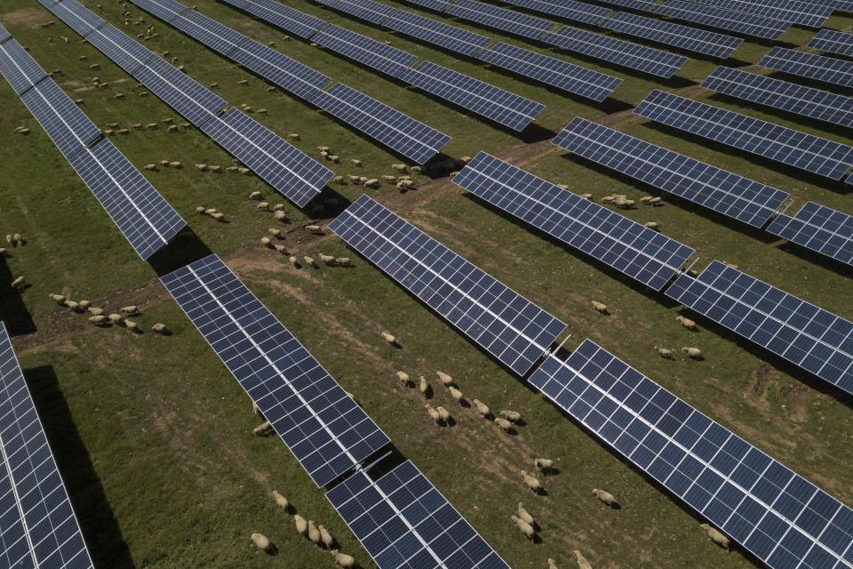 In this April 10, 2019 photo, goats graze in between solar panels in Puertollano, near Ciudad Real, central Spain. With nearly 400,000 voters in a country of 37 million, the rural Ciudad Real province reflects some of the dynamics affecting national politics. In the last general election in 2016, three of the five deputies chosen here went to the Popular Party and two to the Socialists. This year, polls are predicting at least two seats for the Socialists and one for the Popular Party, with the remaining two up for grabs among four parties, including the center-right Citizens Party and the far-right Vox party. (AP Photo/Bernat Armangue)