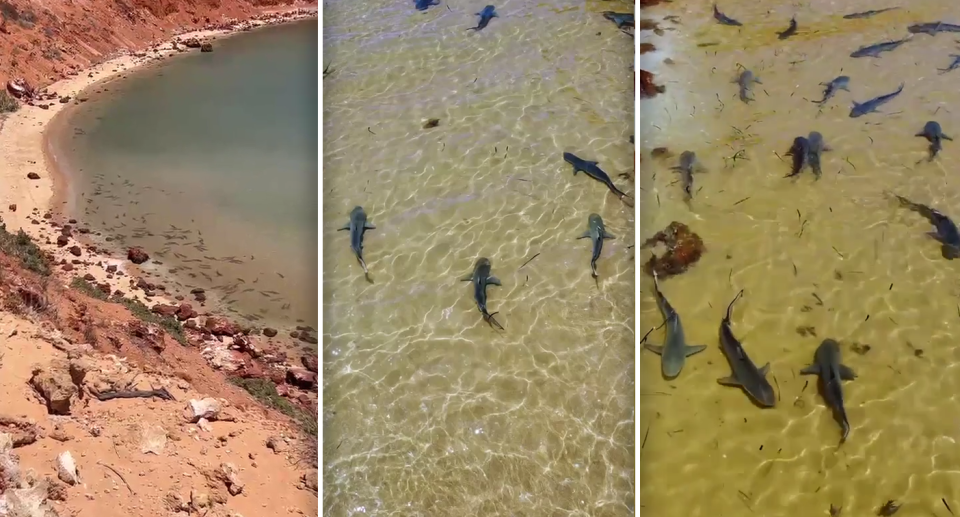 Left - the sharks at a distance in shallow water, with red cliffs. Centre and Right - the sharks from above in close up.