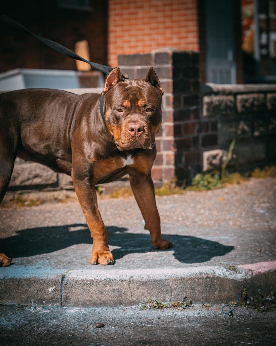 A beautiful dark brown XL Bully dog with the leash and cut made ears with shadow on ground