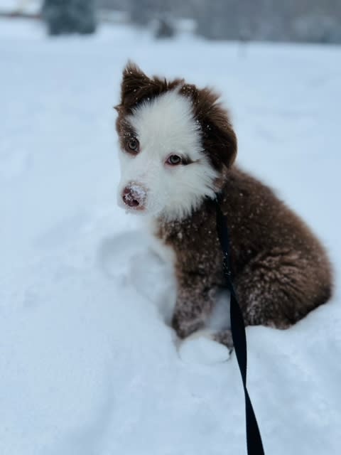 Millie’s first snow (Courtesy: Tess Lambert)