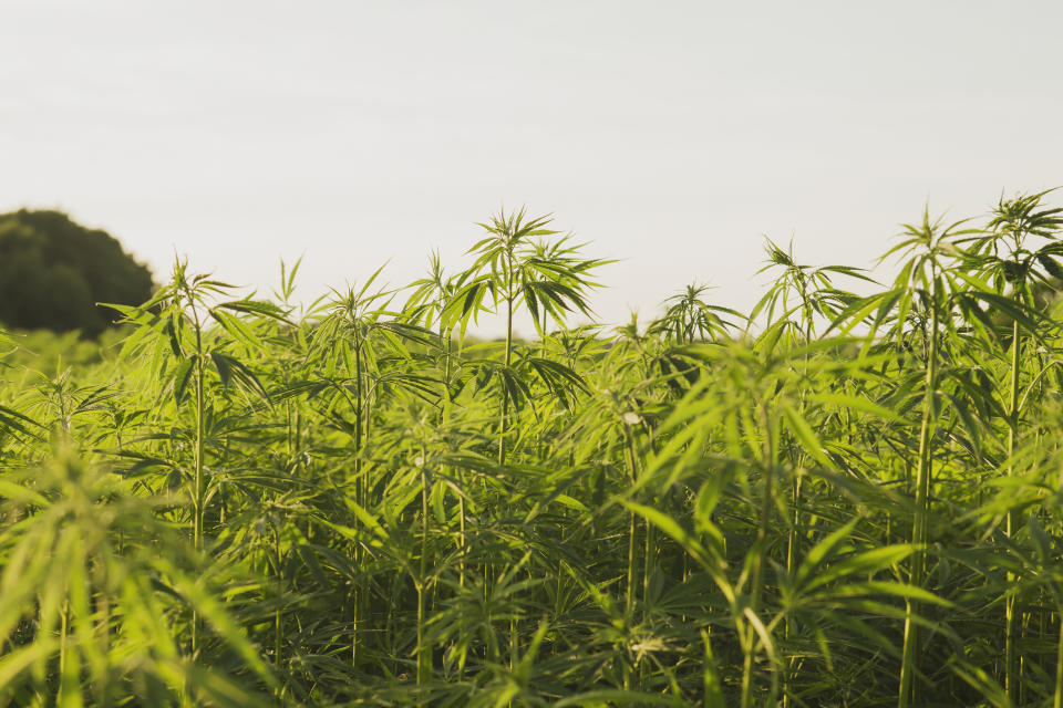 Marijuana field in daylight.