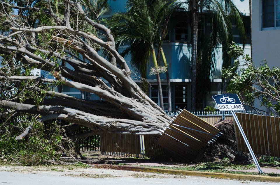 PeskyMonkey / Getty Images A fallen tree after Hurricane Irma blew through South Beach in Miami, Florida