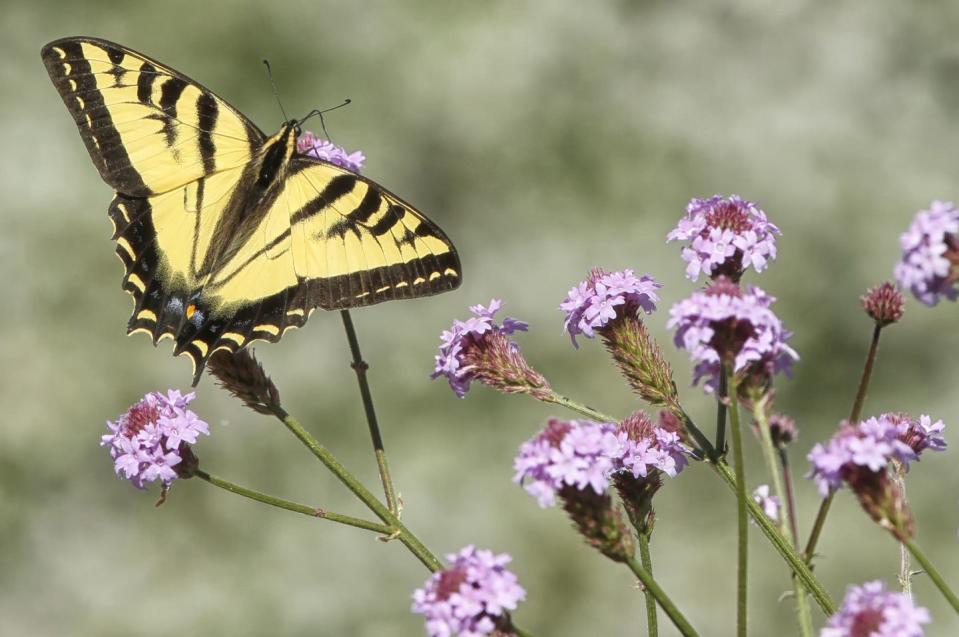 <p><strong>Eastern Tiger Swallowtail<br></strong><br>Virginia's state insect is known for its distinctive tiger stripes. </p>