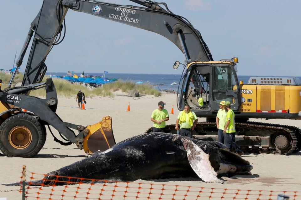 A Monmouth County Public Works crew stands by Sunday, August 13, 2023, next to a dead whale that washed ashore on Lake Takanassee beach in Long Branch.