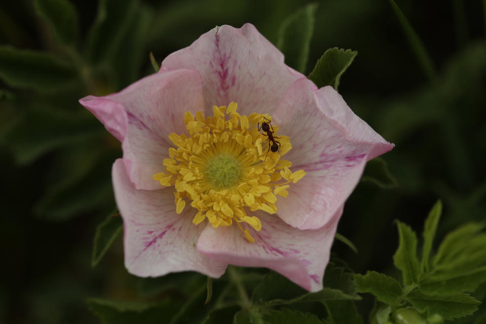 Una hormiga camina sobre una rosa de la pradera en un campo junto a un humedal recuperado, cerca de Sterling, Dakota del Norte, el 21 de junio de 2019. (AP Foto/Charlie Riedel)