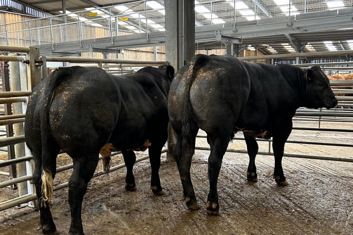 Limousin bulls from J Pickles, Ribblehead, each reached £2,000. <i>(Image: CCM Auctions)</i>