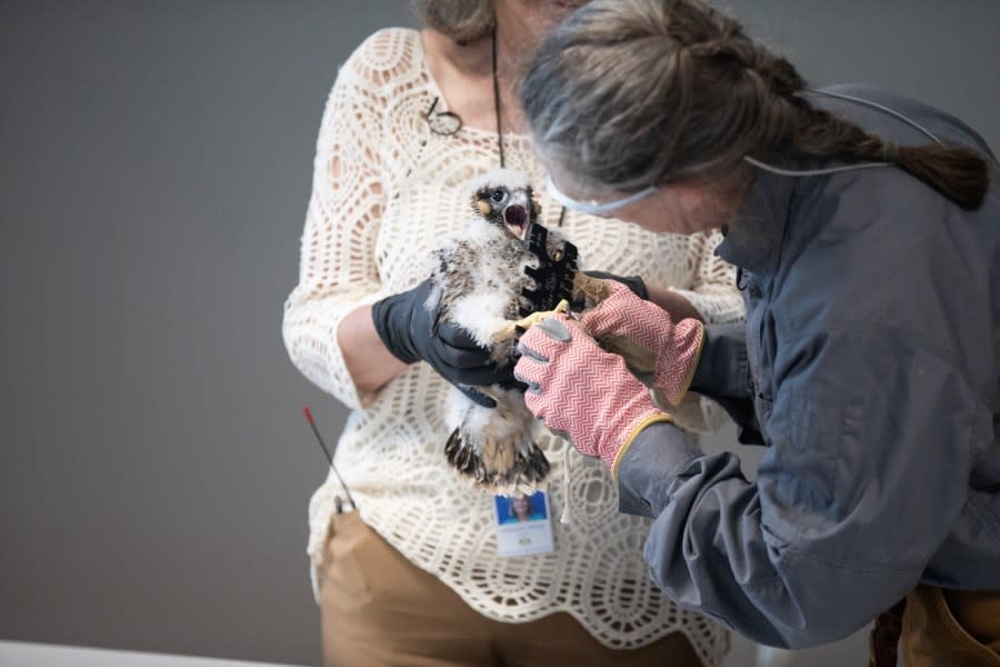 Patti Barber, Endangered Bird Specialist with PGC, leads the team in bringing the peregrine falcon nestlings in from the 15th floor ledge of the Rachel Carson State Office Building. Barber weighs them, inspects their health, and puts light metal bands around their legs for identification. This year there are five nestlings that will be banded. Since 2002, a total of 87 eggs have hatched, making the Rachel Carson State Office Building nest site the longest, continuously successful nest site in the Commonwealth.