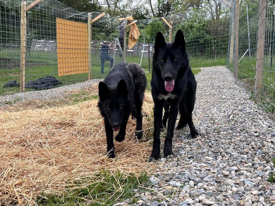 Bella and Libby, now Willow and Wile E. Coyote, explore their new pen, the 401 Run, in Ohio.