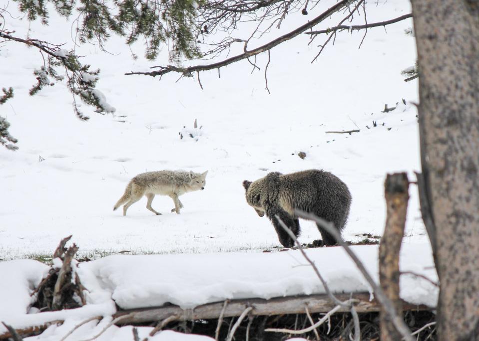 A grizzly faces off with a wolf in the snow.