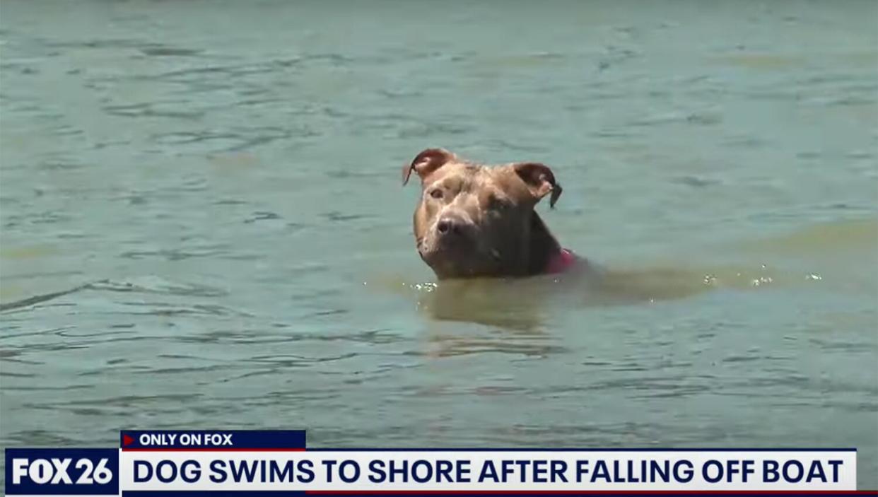 Dog swims for several miles, finds way home after falling off shrimping boat in Galveston