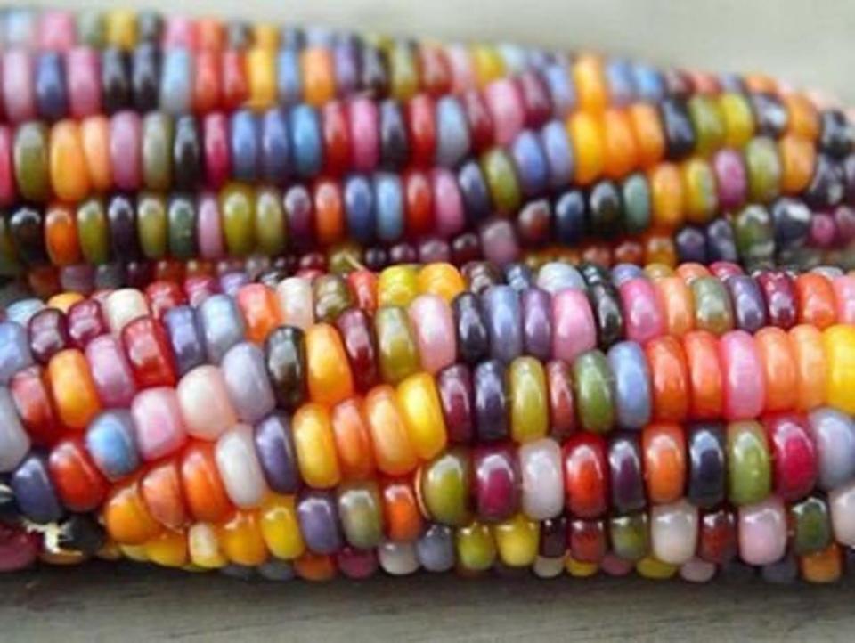 Glass Gem Corn. Image via Etsy.