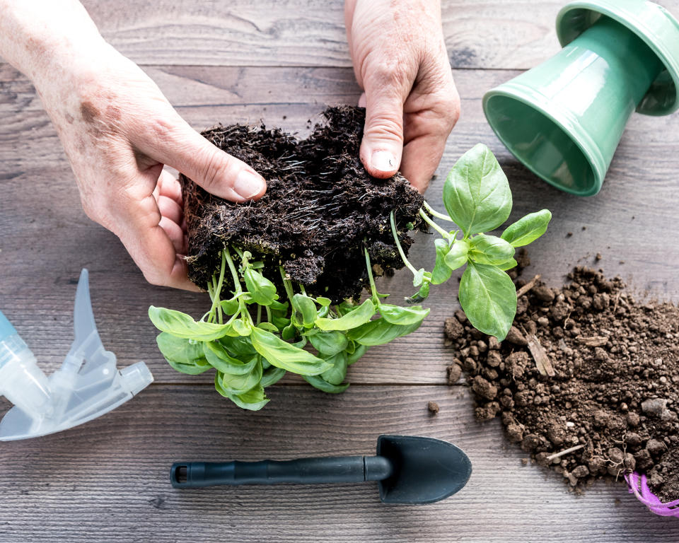 Dividing up basil plant seedlings