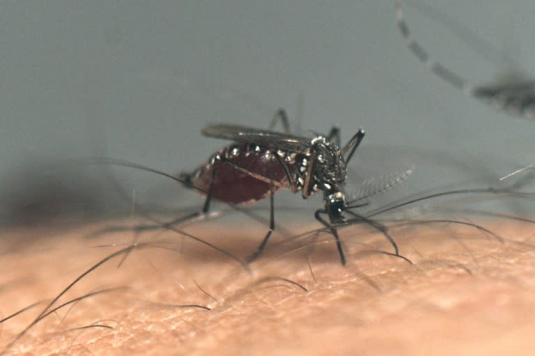 Lateinamerika und die Karibik müssen sich nach UN-Angaben in diesem Jahr auf besonders viele Dengue-Erkrankungen einstellen. "Das wird wahrscheinlich die schlimmste Dengue-Saison", erklärte Barbosa von der Panamerikanischen Gesundheitsorganisation. (Luis ROBAYO)