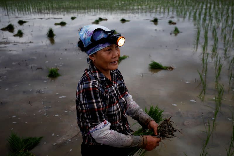A farmer plants rice on a paddy field during early morning to avoid the heat in Hanoi
